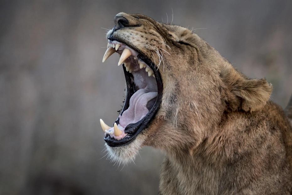 Singita Sabi Sand