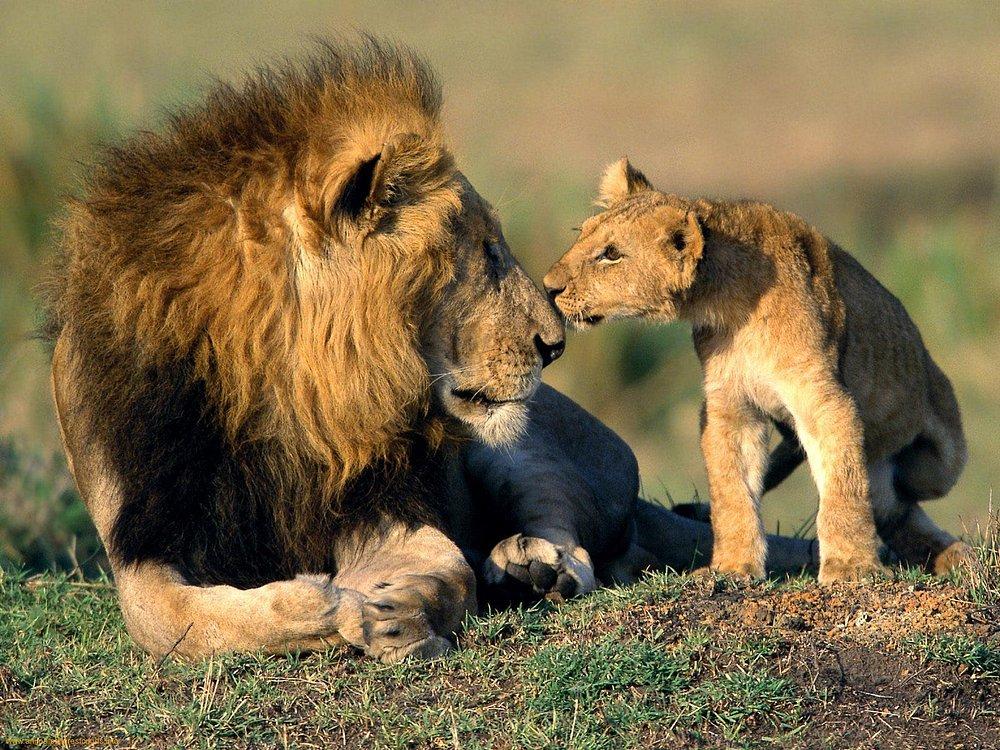 Mara Simba Lodge