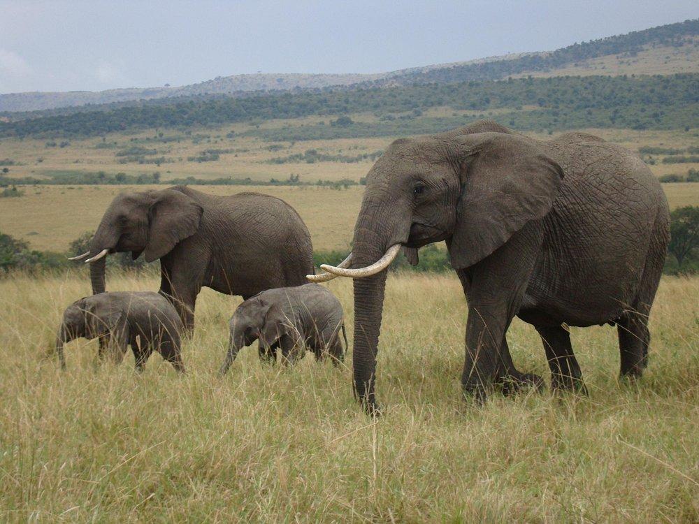 Mara Simba Lodge