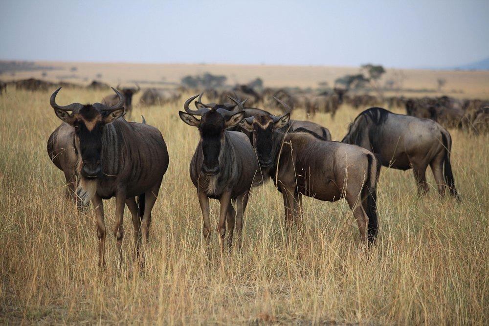 Mara Simba Lodge