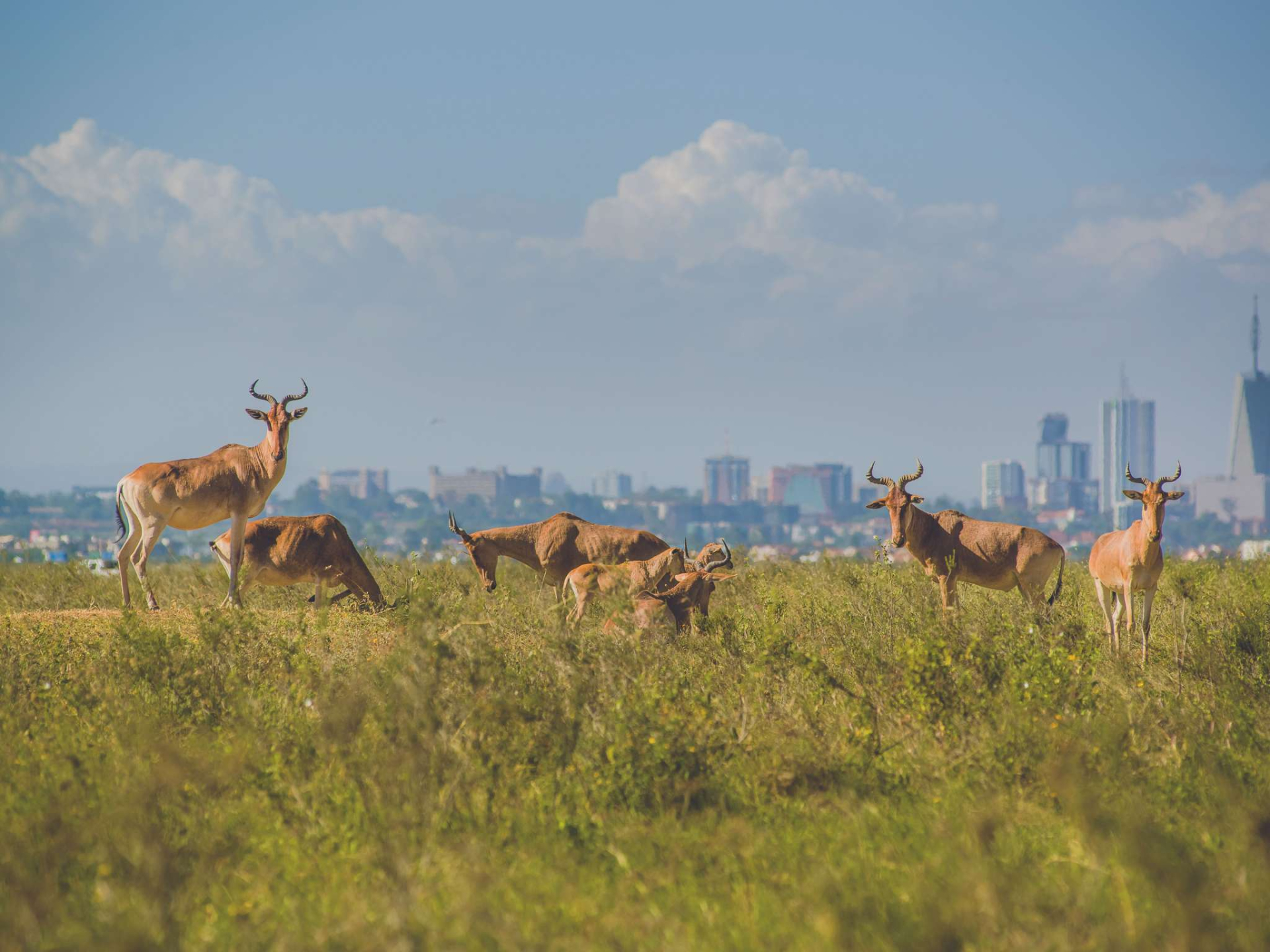Mövenpick Hotel & Residences Nairobi
