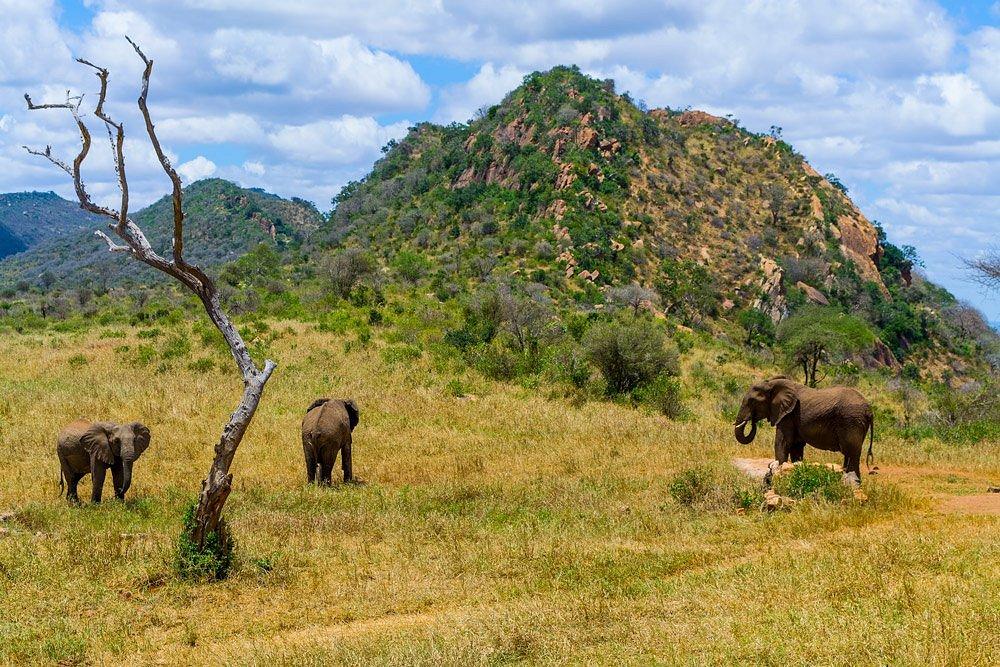 Ngulia Safari Lodge