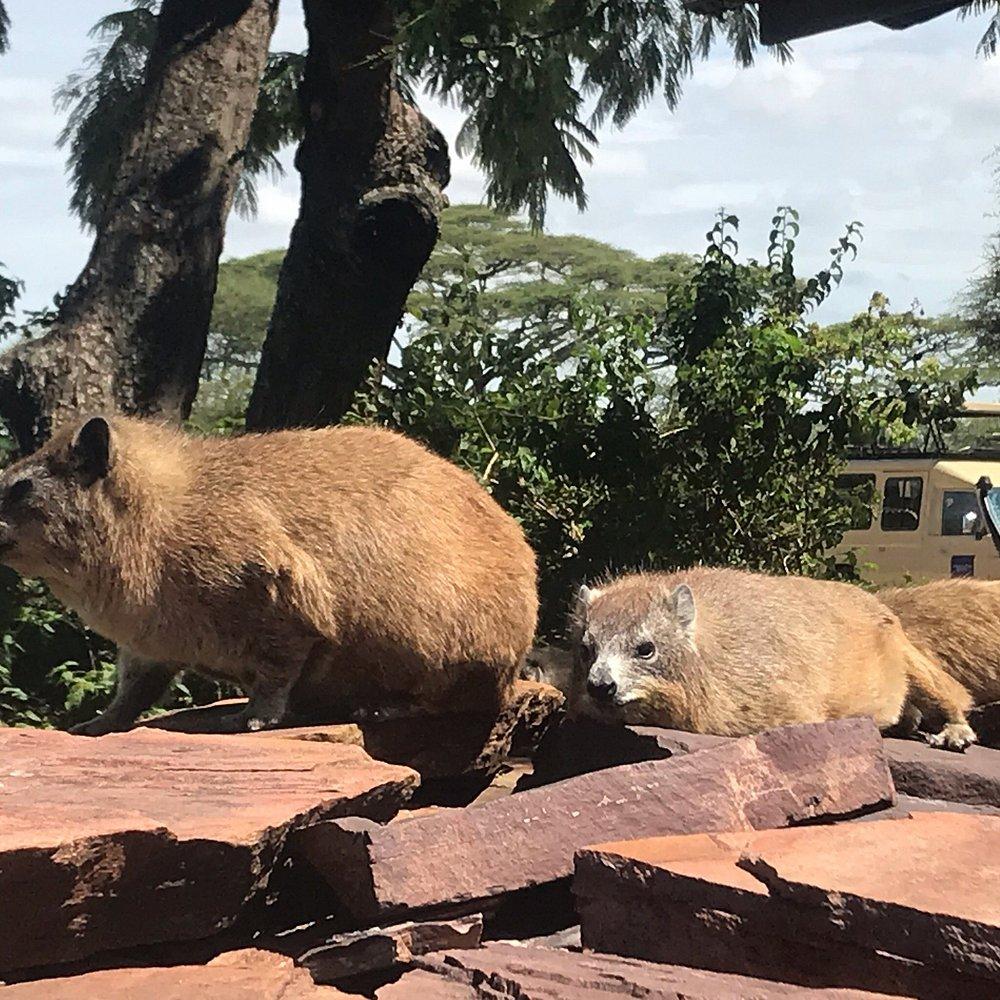 Seronera Wildlife Lodge