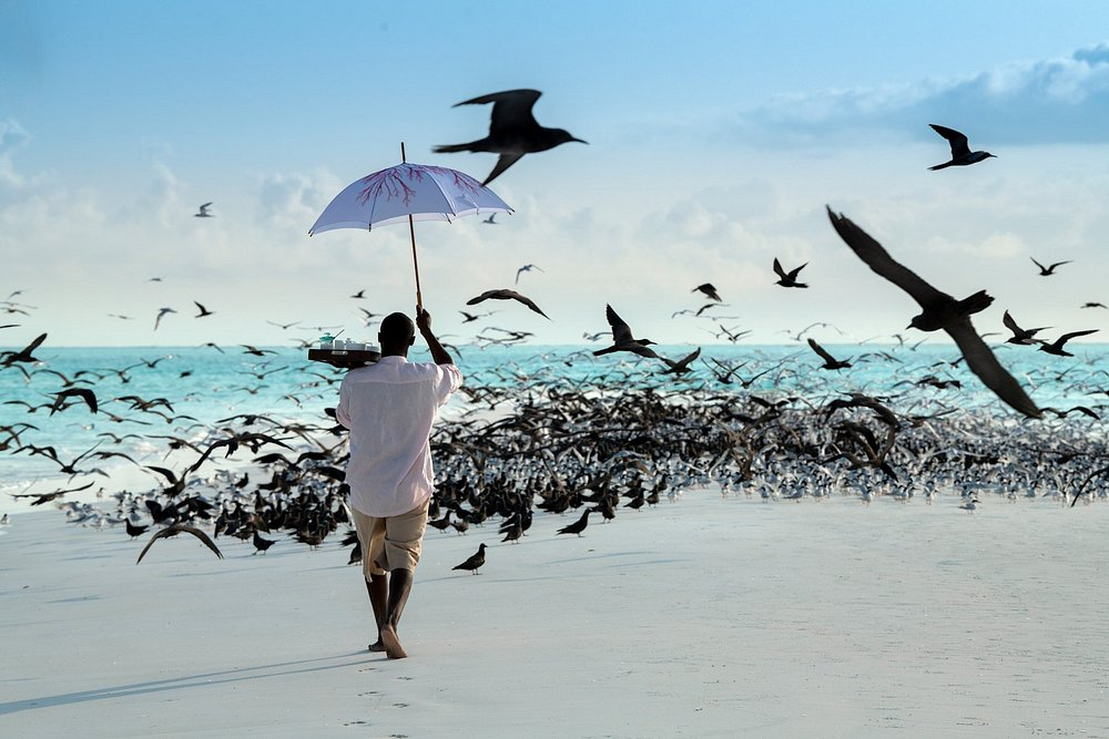 Mnemba Island Lodge