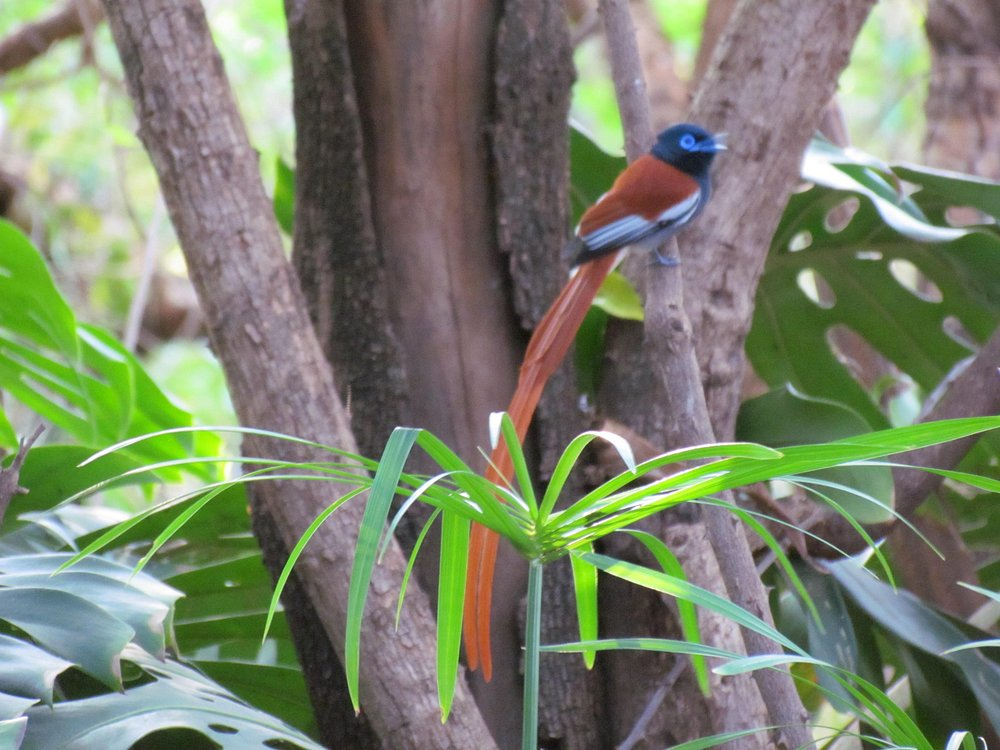 Kirurumu Manyara Lodge