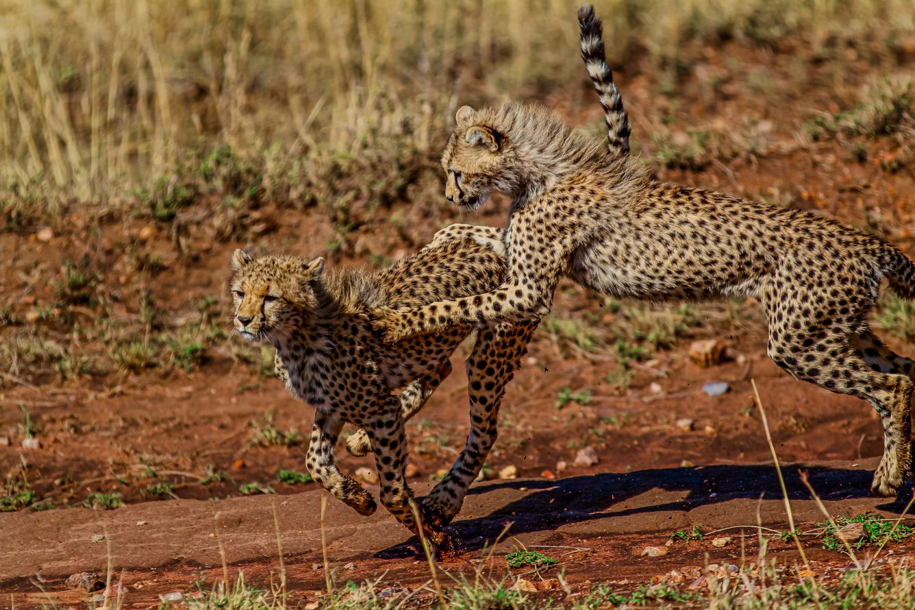 Mapito Tented Camp