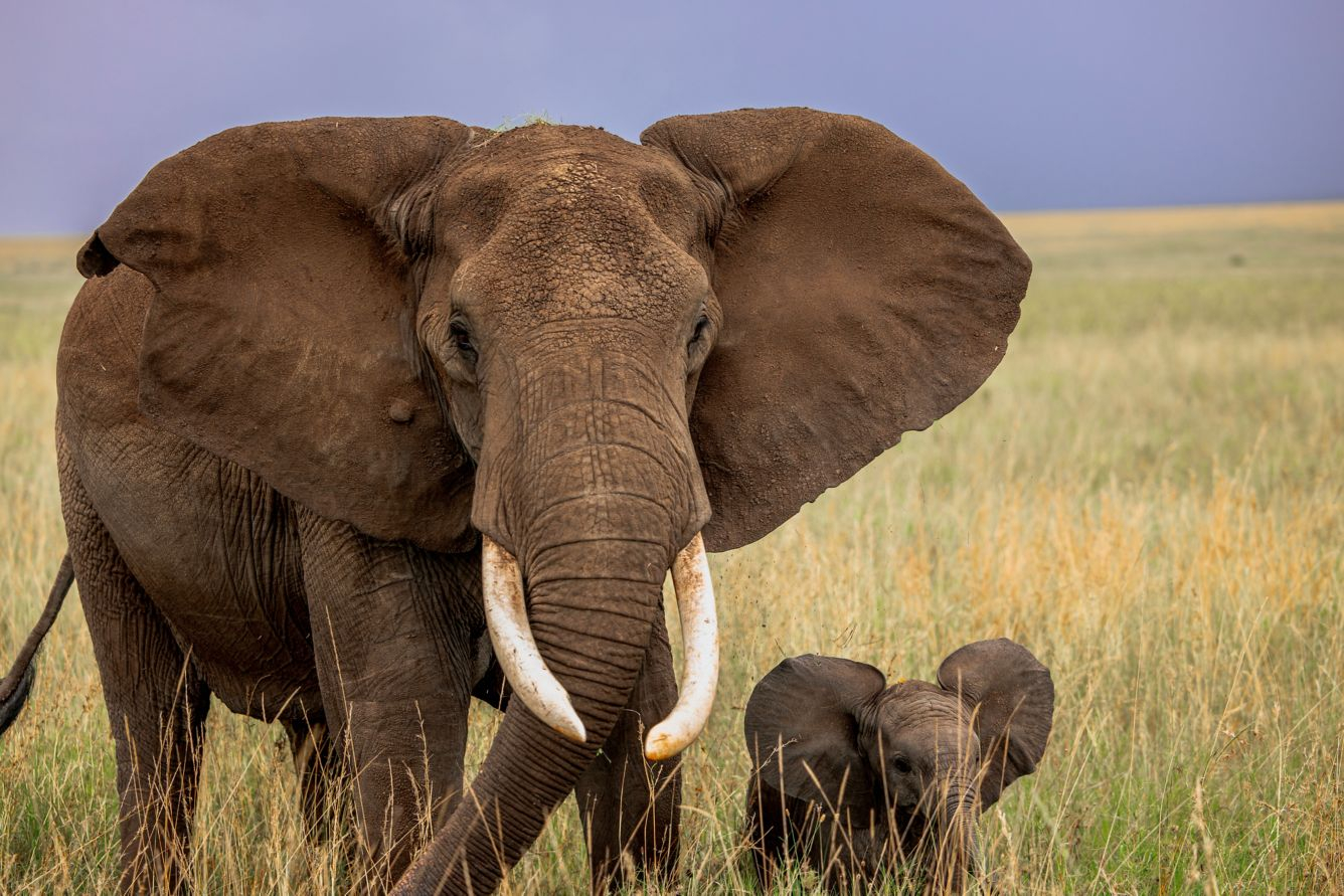 Mapito Tented Camp