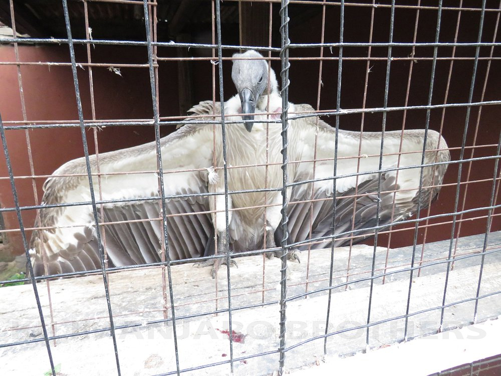 Meserani Snake Park