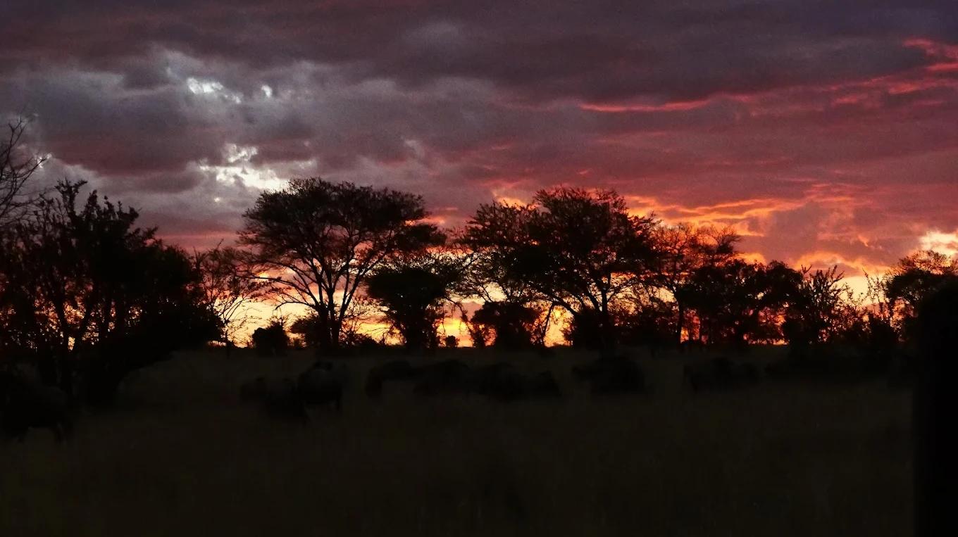 Singita Mara River Tented Camp