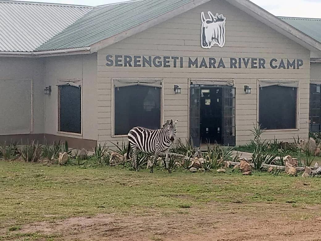 Singita Mara River Tented Camp