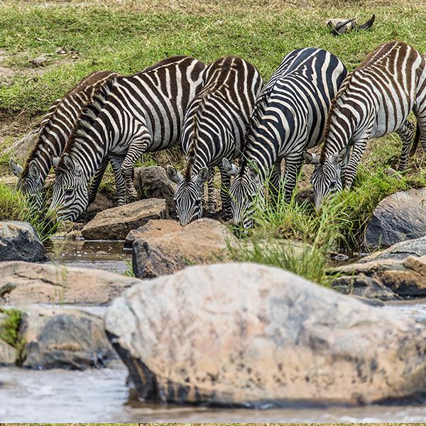 Ang'ata Migration Ndutu