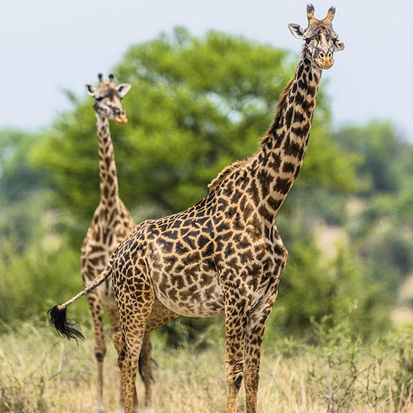 Ang'ata Migration Ndutu