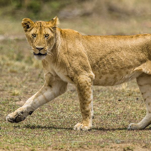 Ang'ata Migration Ndutu