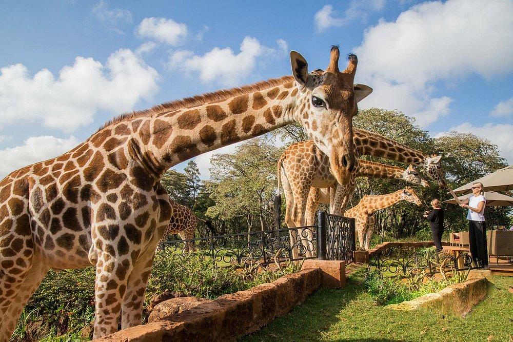 The Retreat at Giraffe Manor
