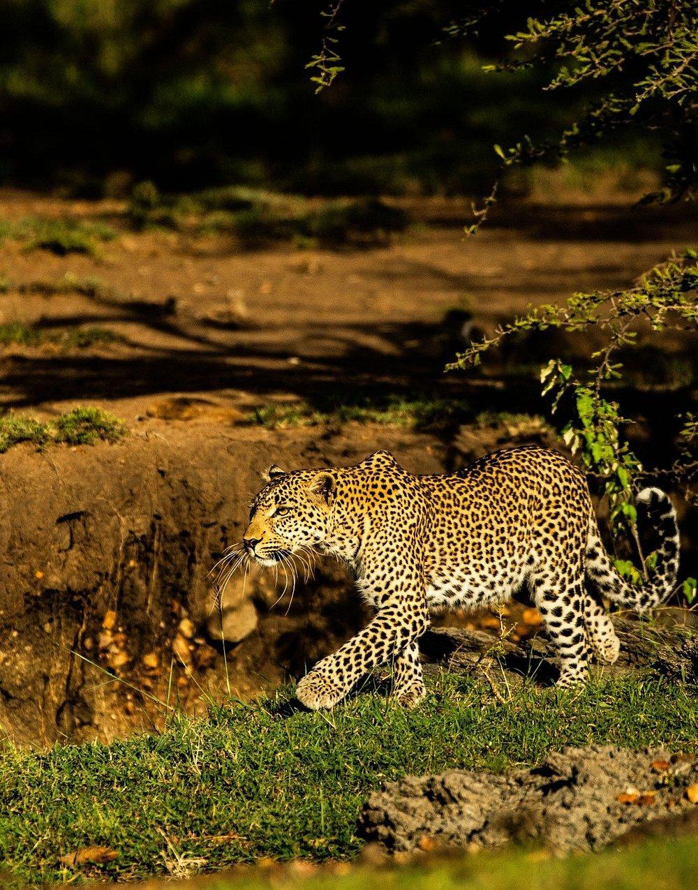 Soroi Mara Bush Camp