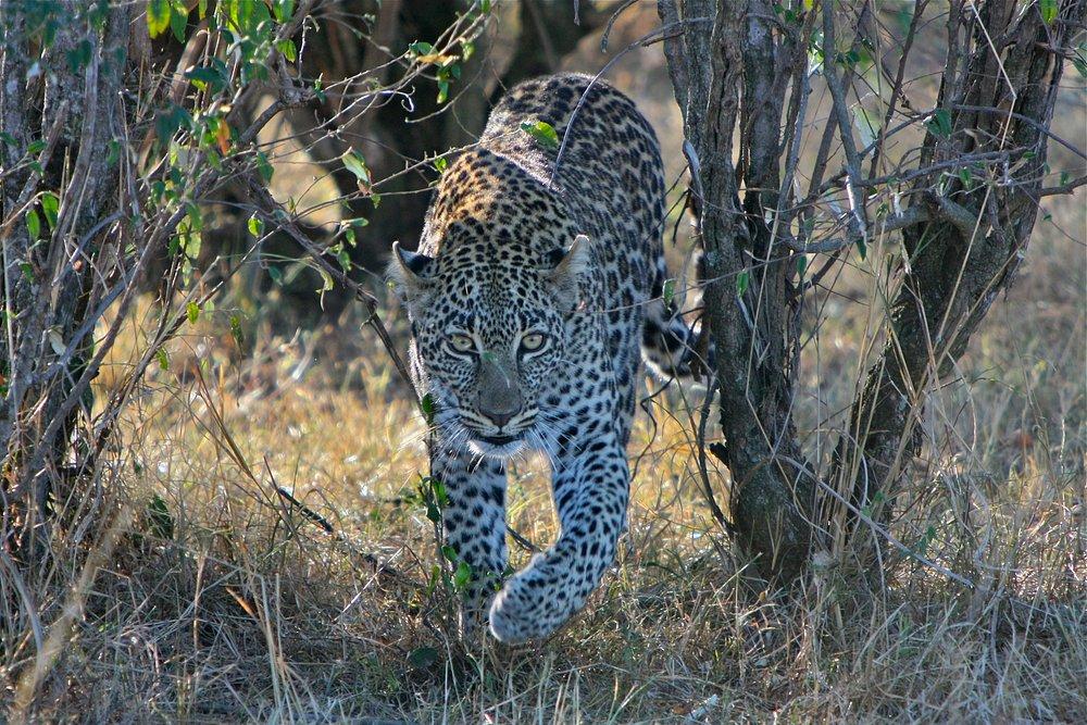 Soroi Mara Bush Camp