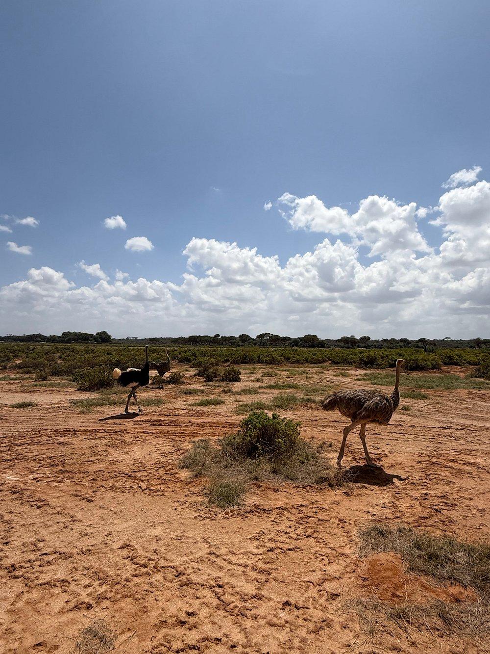 Soroi Samburu Lodge