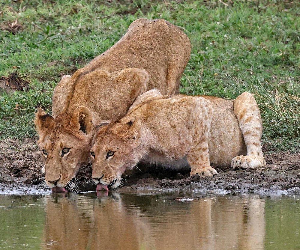 Soroi Samburu Lodge