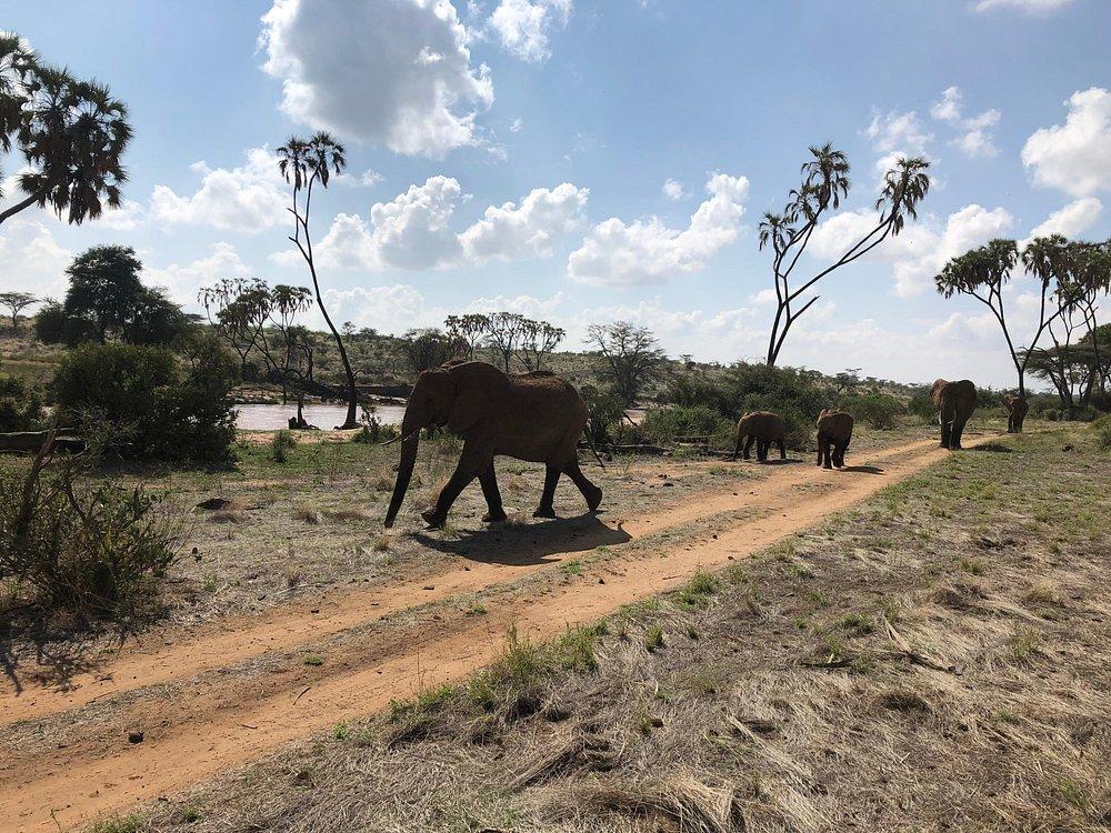 Lewa Safari Camp