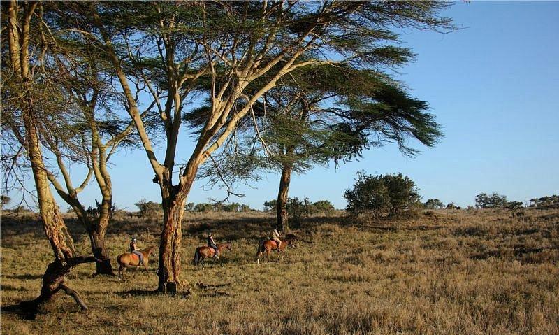 Lewa Safari Camp