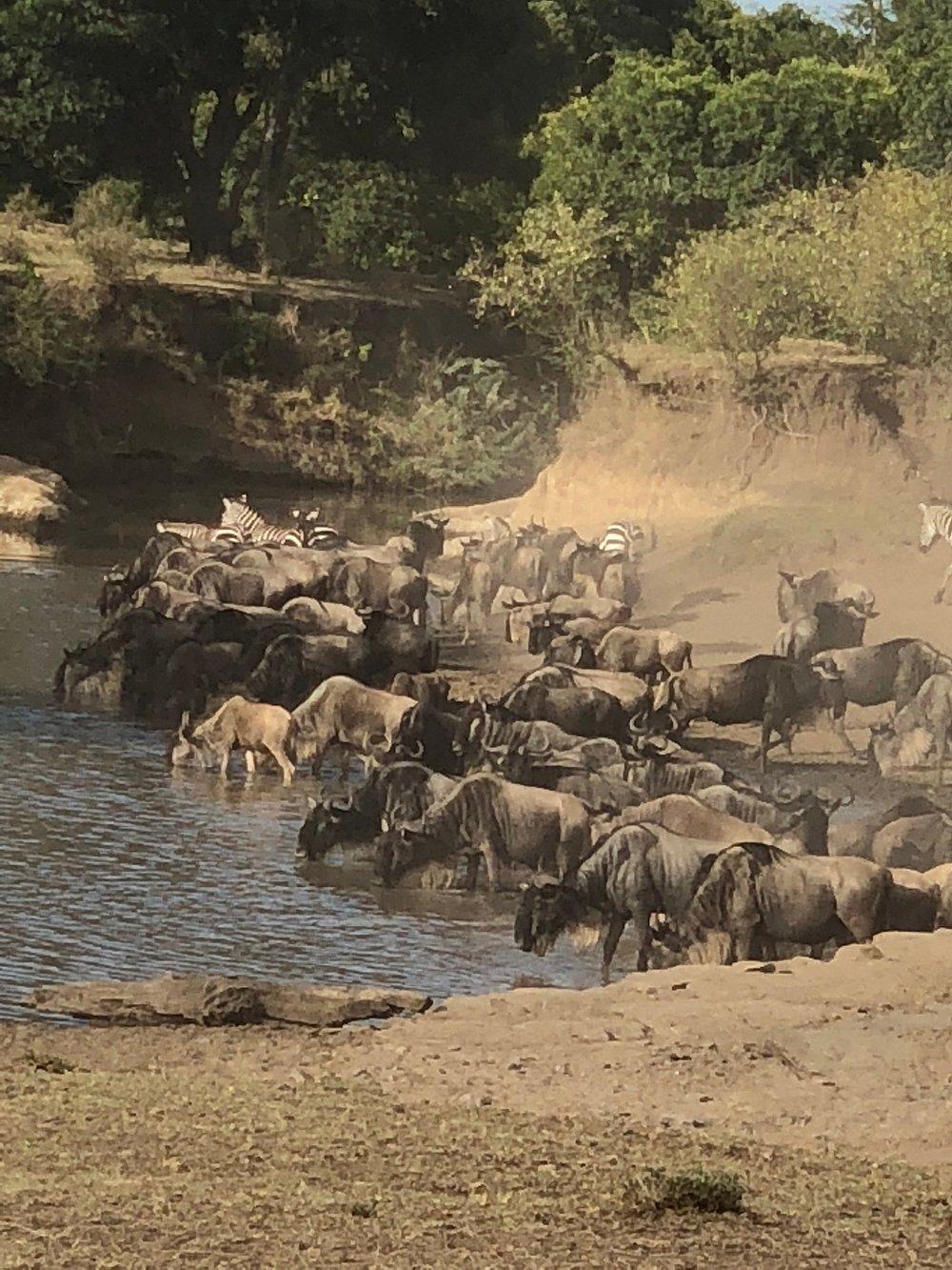 Porini Lion Camp