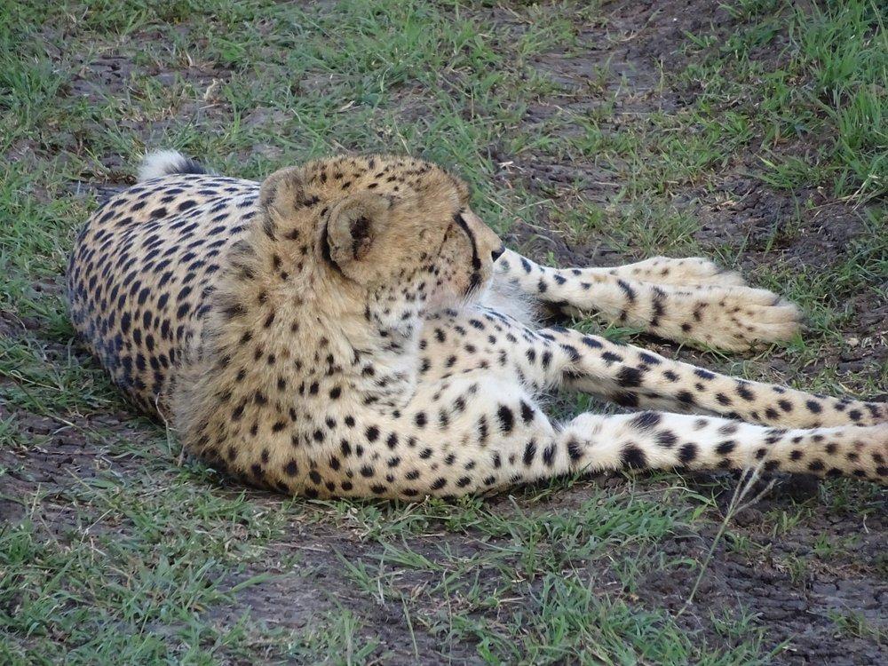 Porini Lion Camp