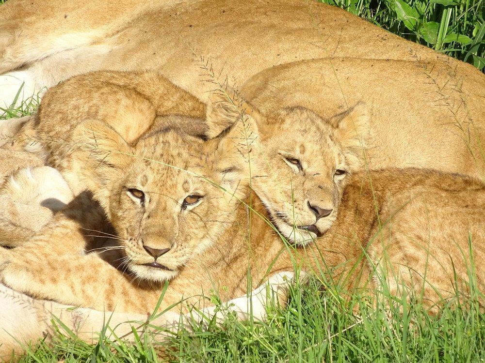 Porini Lion Camp