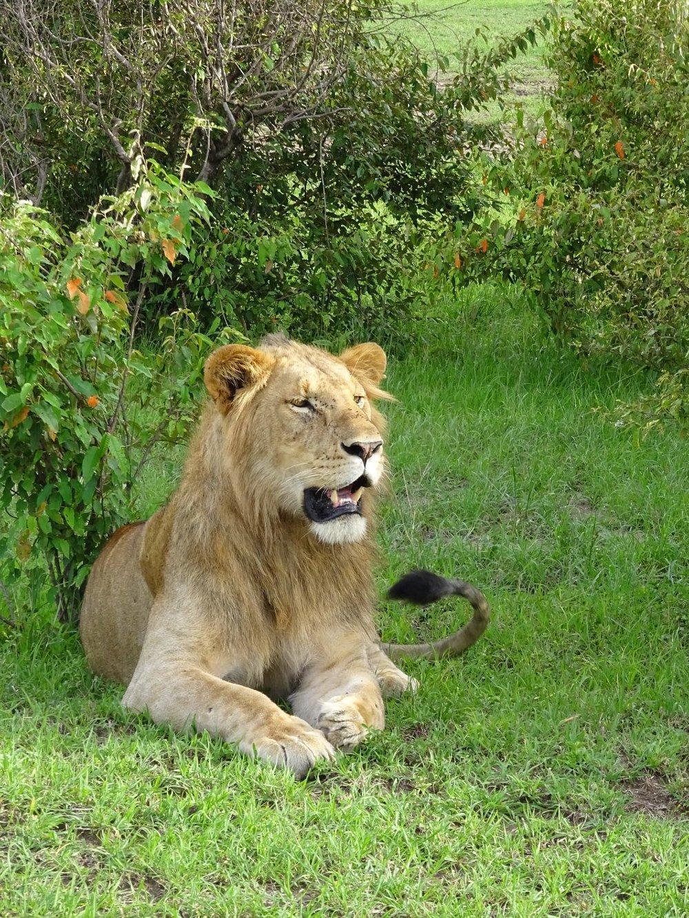 Porini Lion Camp