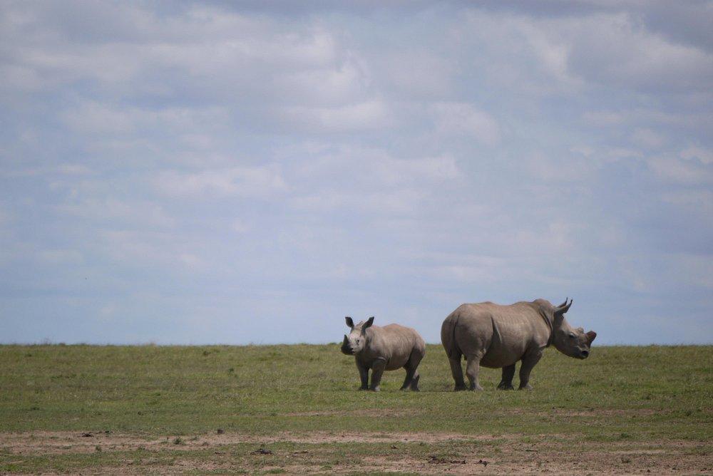 Porini Rhino Camp
