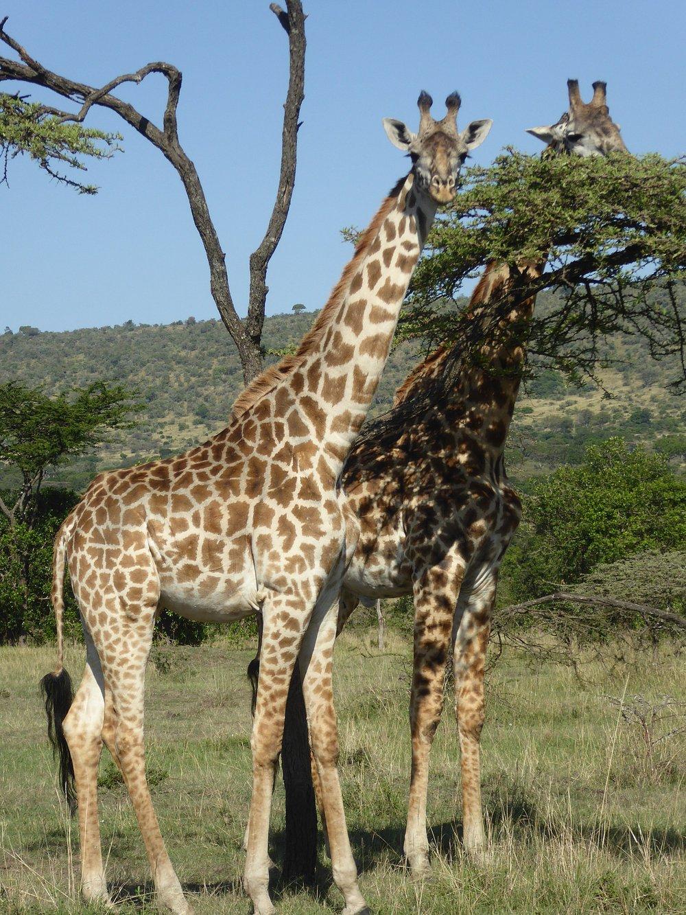 Kicheche Mara Camp