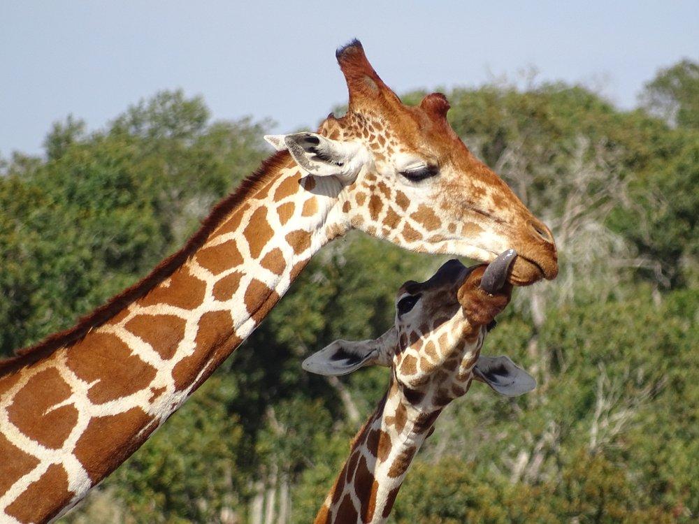 Kicheche Laikipia Camp