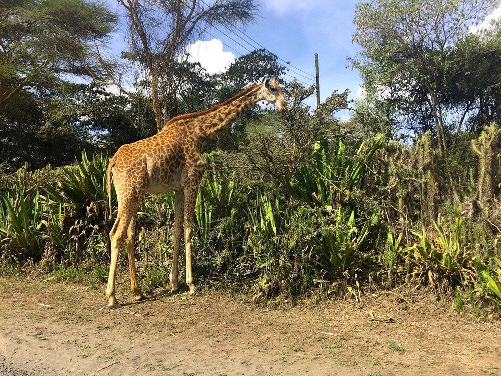 Naivasha Kongoni Lodge