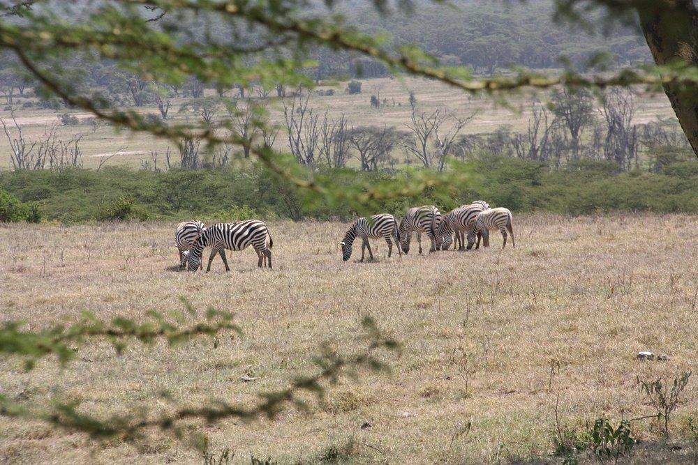 Lake Nakuru Lodge