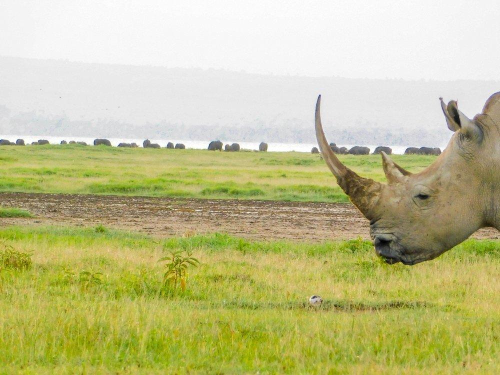 Lake Nakuru Lodge