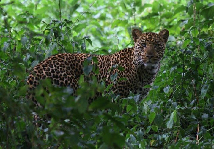 Mbweha Safari Camp