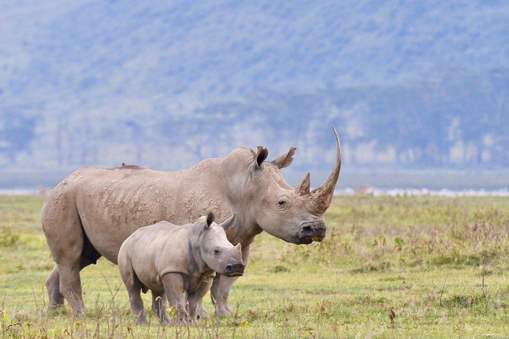 Mbweha Safari Camp