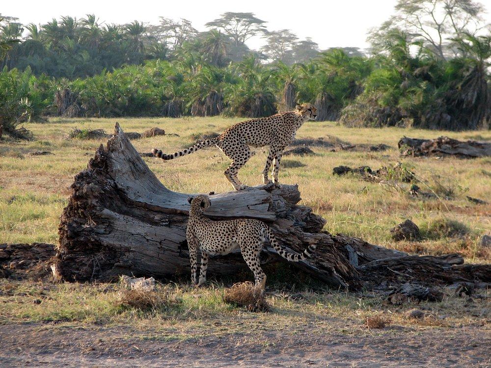 Amboseli Sopa Lodge