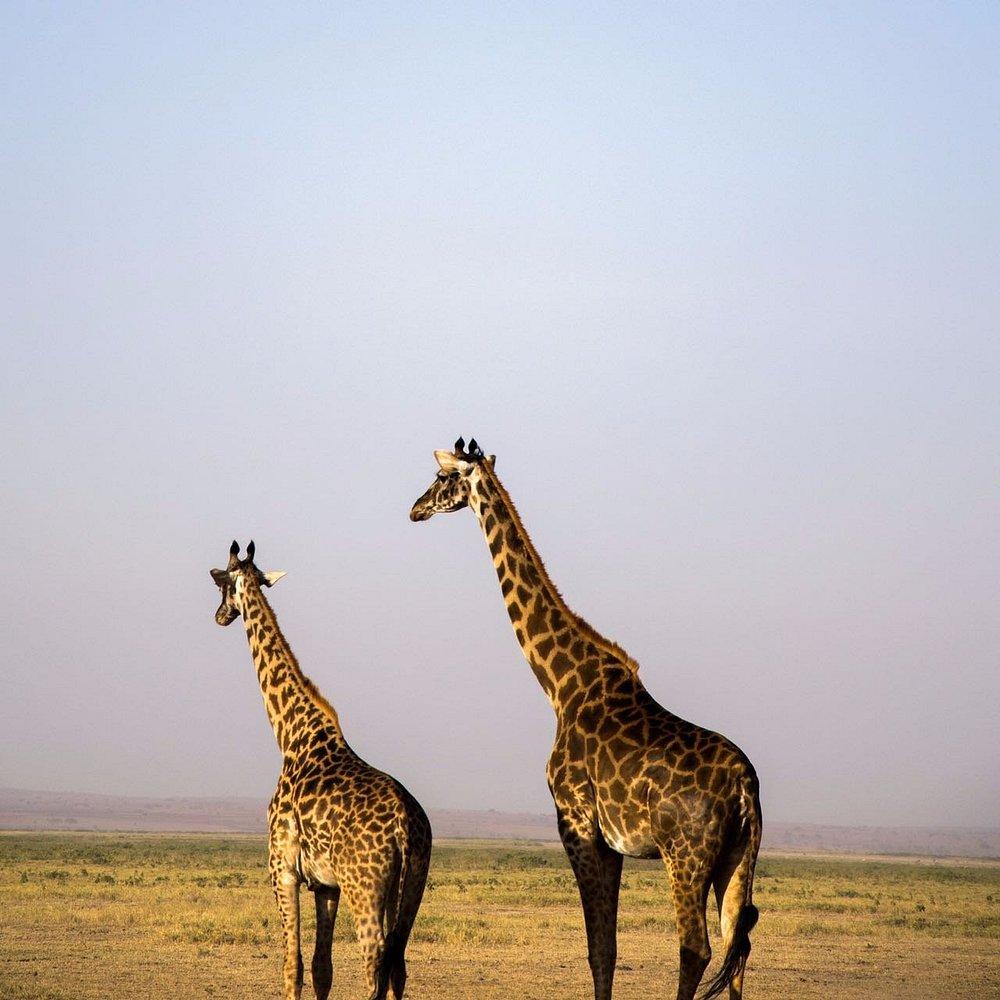 Amboseli Serena Safari Lodge