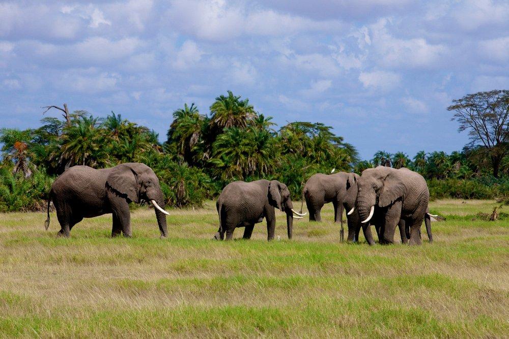 Amboseli Serena Safari Lodge