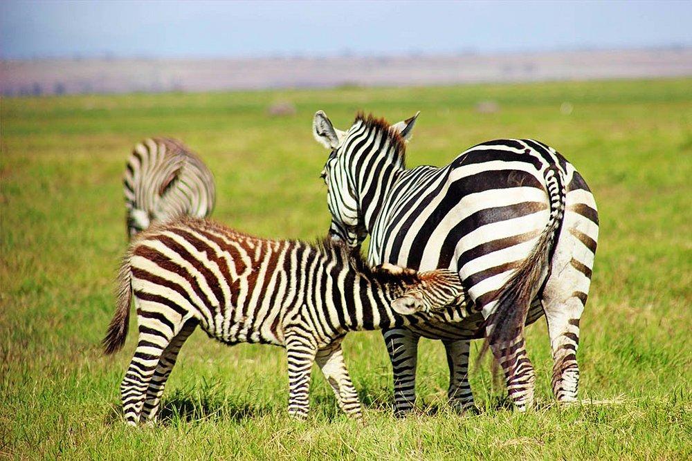 Amboseli Serena Safari Lodge