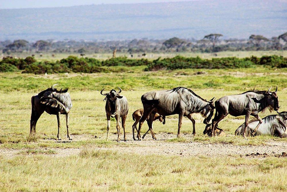 Amboseli Serena Safari Lodge
