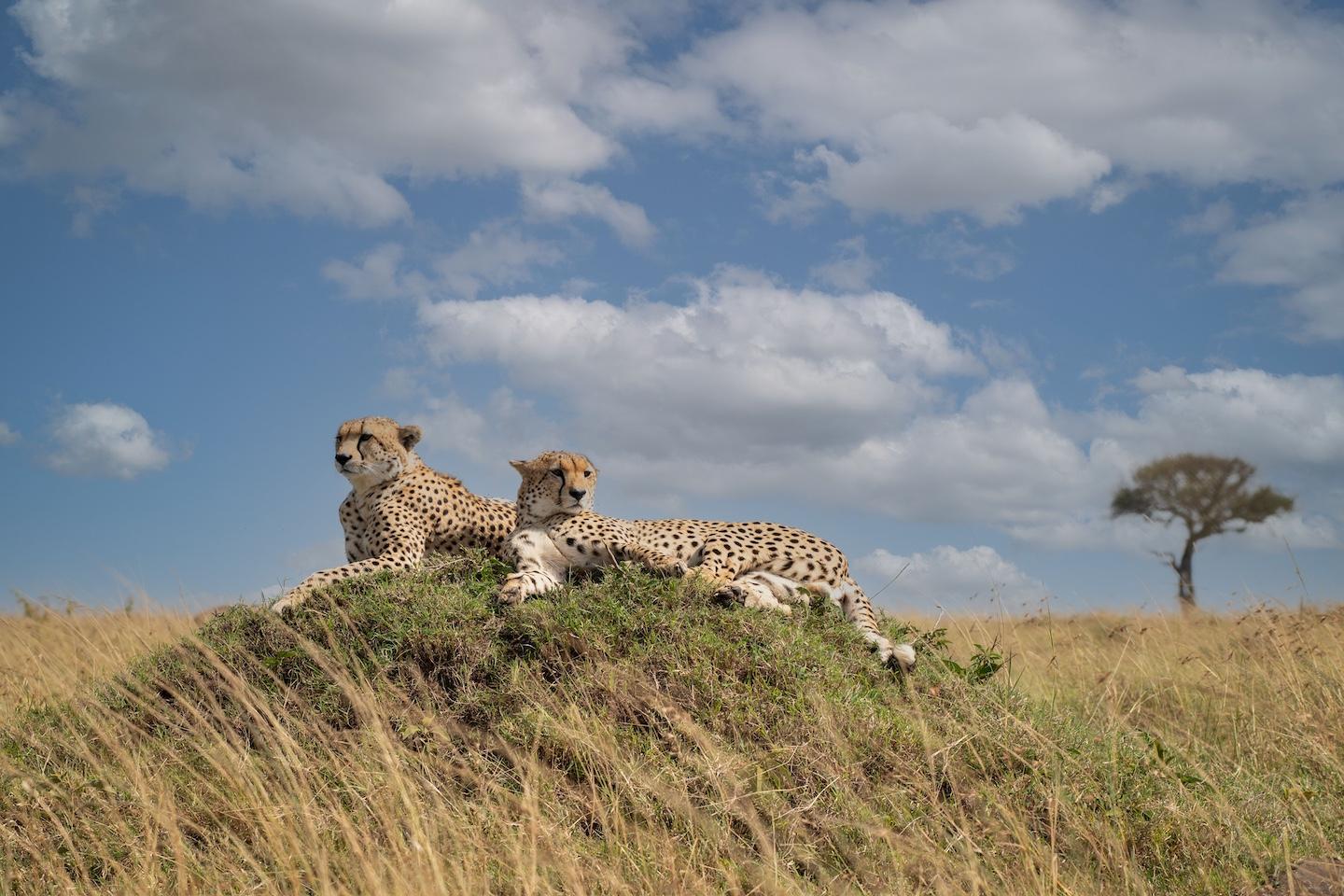 Masai Mara National Reserve