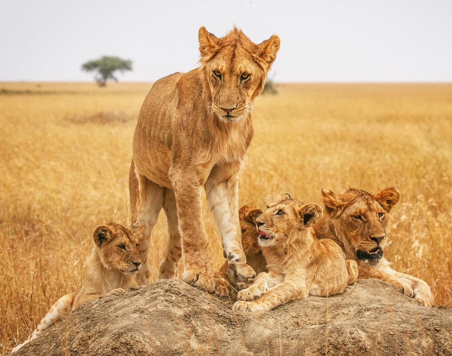 Masai Mara National Reserve