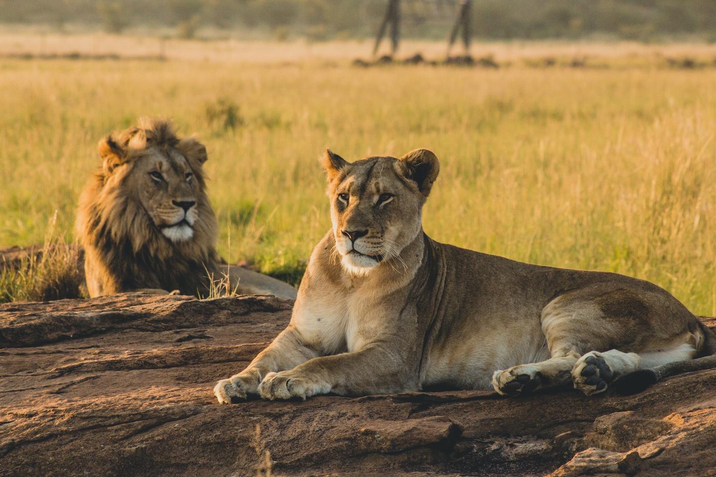 Masai Mara National Reserve