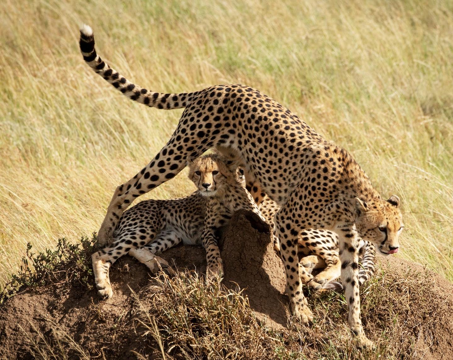 Masai Mara National Reserve