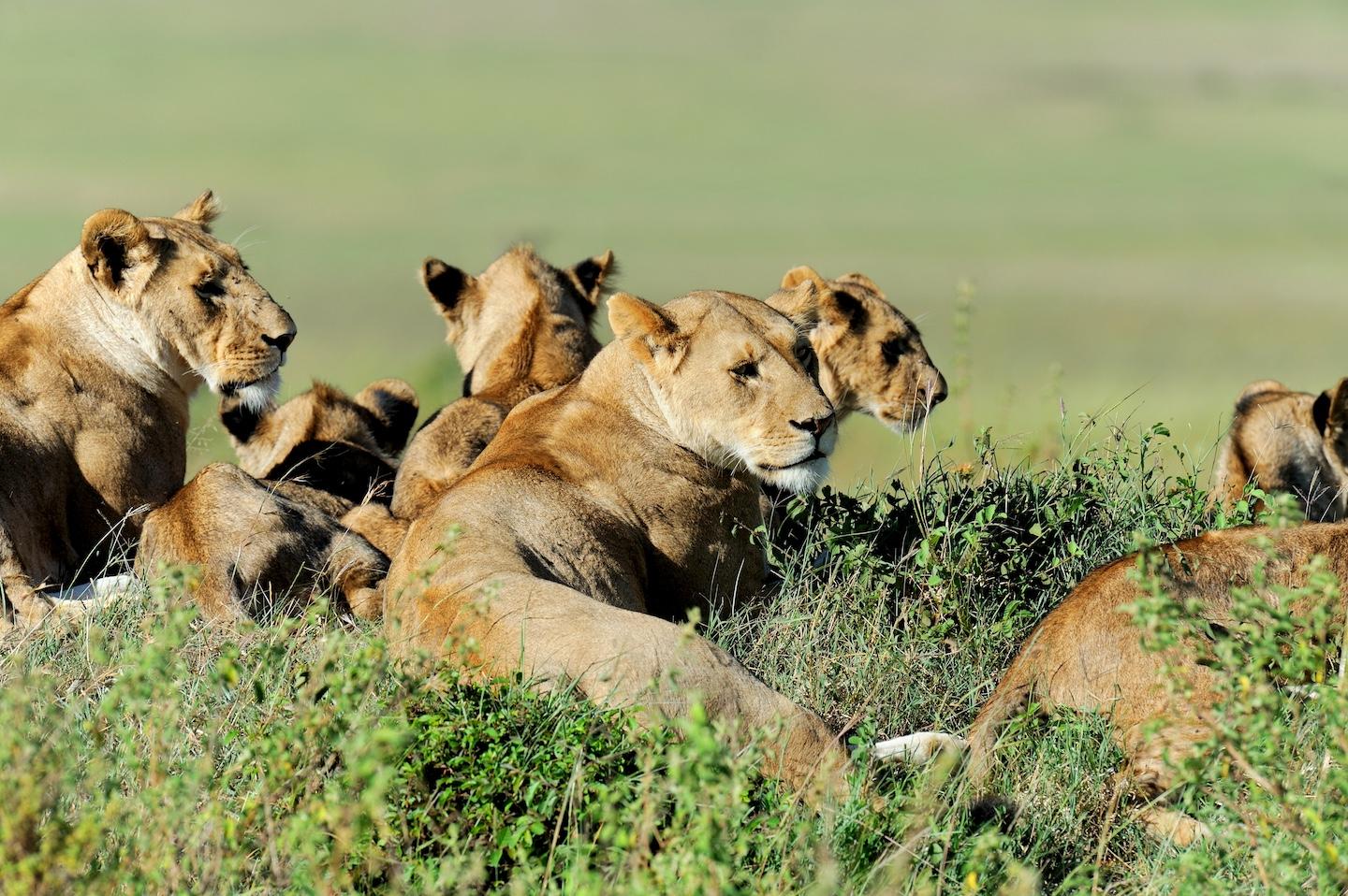 Masai Mara National Reserve