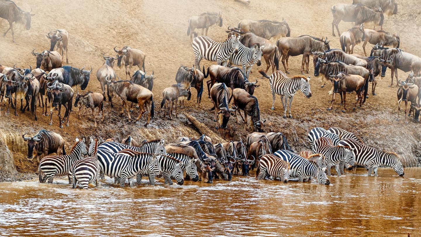 Masai Mara National Reserve