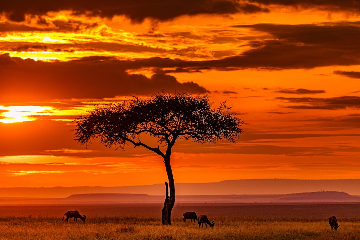 Masai Mara National Reserve