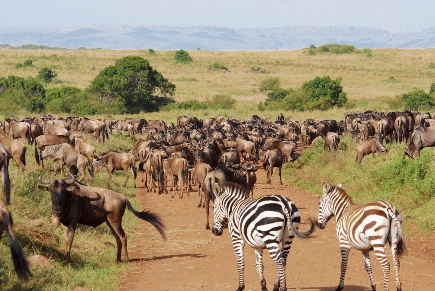 Masai Mara National Reserve