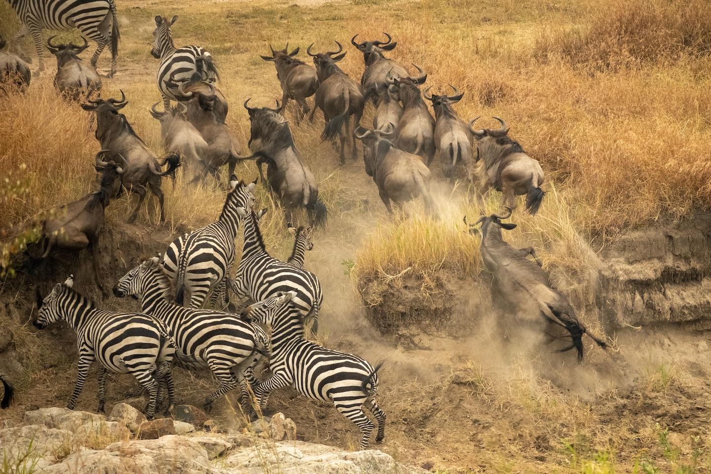 Masai Mara National Reserve